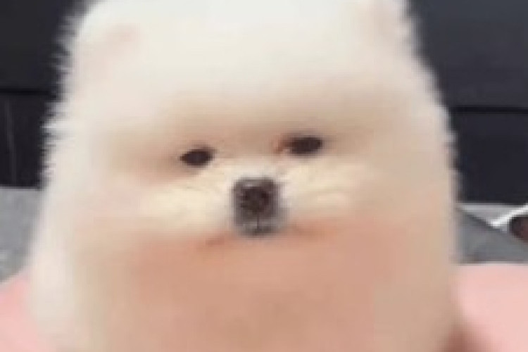 Viral! Pria Lecehkan Anjing Pomeranian di Jakut, Kronologi Lengkap Kasus Pelecehan Anjing Pomeranian yang Picu Kecaman Publik