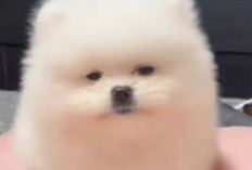 Viral! Pria Lecehkan Anjing Pomeranian di Jakut, Kronologi Lengkap Kasus Pelecehan Anjing Pomeranian yang Picu Kecaman Publik